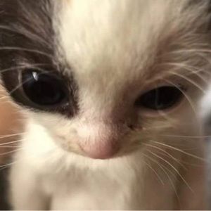 Meet your Posher, Terrance